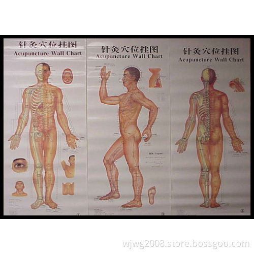 The New Acupuncture Wall Chart (V-1)